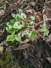 Viola ocellata