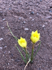 Zephyranthes longifolia