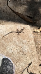 Cnemidophorus gaigei