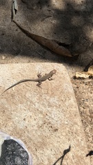 Cnemidophorus gaigei