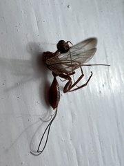 Aulacidae