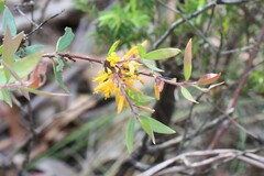 Persoonia lanceolata
