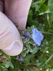 Phacelia ciliata