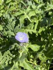 Phacelia ciliata