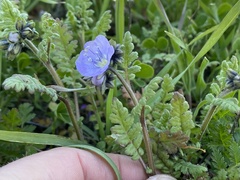 Phacelia ciliata