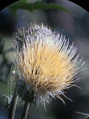 Cirsium subcoriaceum