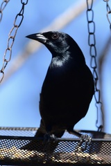 Ptiloxena atroviolacea