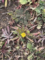 Camissoniopsis
