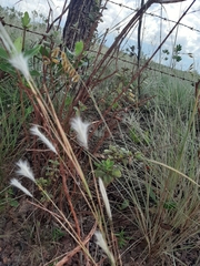 Andropogon leucostachyus