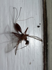 Aulacidae