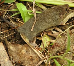 Antechinus