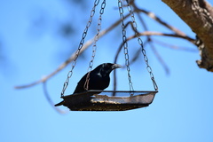Ptiloxena atroviolacea