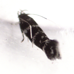 Stagmatophora argyrostrepta