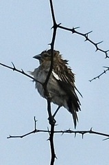 Euplectes albonotatus