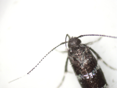 Stagmatophora argyrostrepta