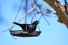 Ptiloxena atroviolacea