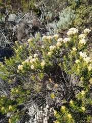 Ozothamnus turbinatus
