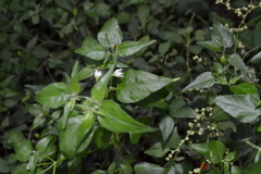 Capsicum chacoense