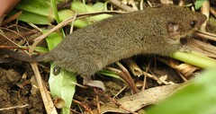 Antechinus