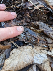 Plethodon websteri