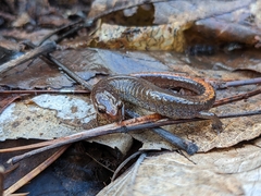 Plethodon websteri