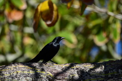 Ptiloxena atroviolacea