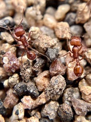 Pogonomyrmex subnitidus