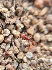 Pogonomyrmex subnitidus