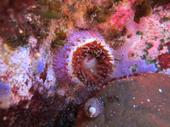 Phlyctenanthus australis