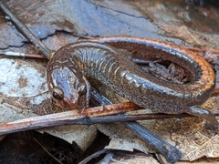 Plethodon websteri