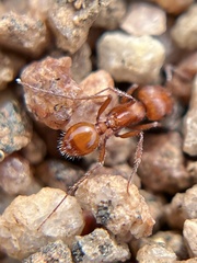 Pogonomyrmex subnitidus