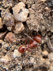 Pogonomyrmex subnitidus