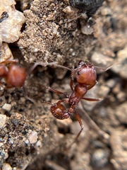 Pogonomyrmex subnitidus