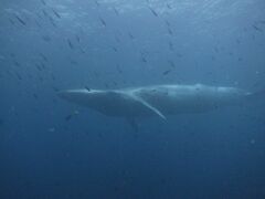 Balaenoptera edeni brydei