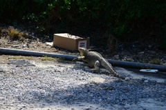 Cyclura nubila