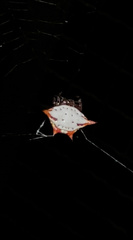 Gasteracantha cancriformis