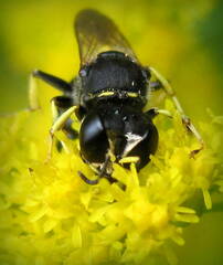 Ectemnius