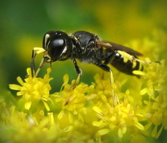 Ectemnius