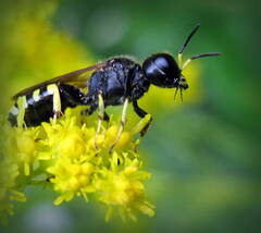 Ectemnius