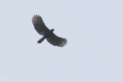 Spizaetus tyrannus