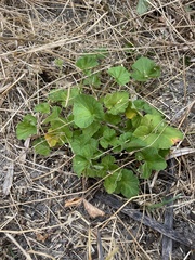 Pelargonium australe