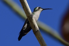 Riccordia ricordii