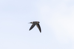 Aerodramus terraereginae