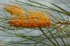 Grevillea pteridifolia