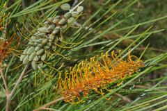 Grevillea pteridifolia