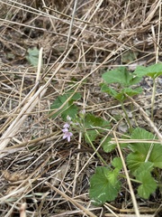 Pelargonium australe