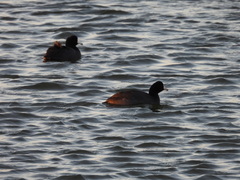Fulica americana americana