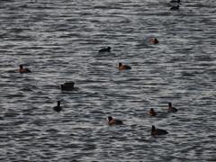 Fulica americana americana