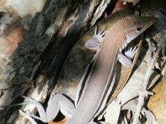 Pholidoscelis auberi
