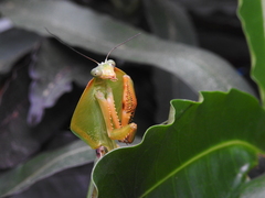 Choeradodis rhomboidea